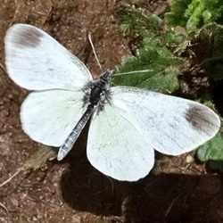 Leptidea duponcheli